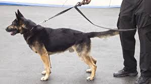 Hondenbrigade/hondengeleiders - MD Security, beveiliging Den Bosch